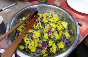 BALADE GUIDEE "Cueillette et dégustation des plantes de la baie d'Authie"