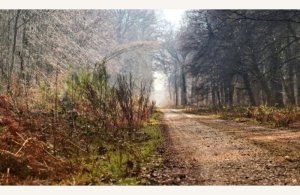 Forêt Domaniale de Crécy