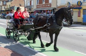 Calèche le Frison d'Alex