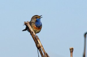 Les chants d'oiseaux du marais tourbier