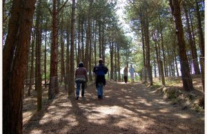 Le sentier Dune du Royon