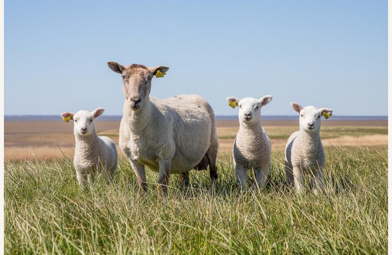 sheep-g7d120b585_1280