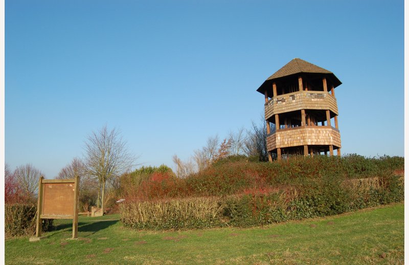 Les vieux chênes