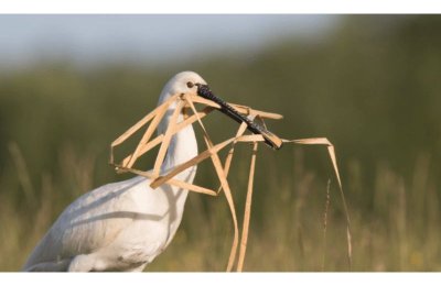 Atelier d'initiation à la photographie animalière