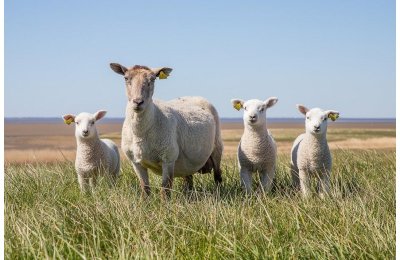 Fête de l'Agneau